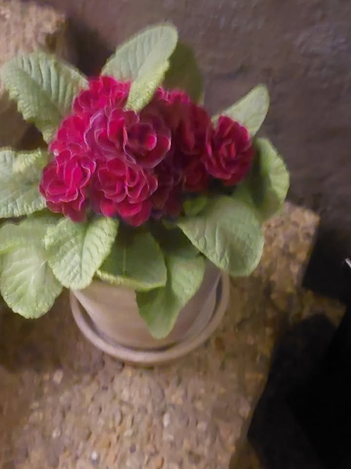 Lilla Hörnan Blomsterbutik