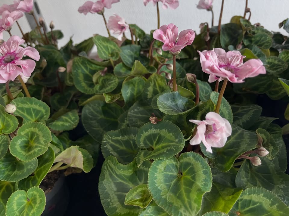 Lilla Hörnan Blomsterbutik